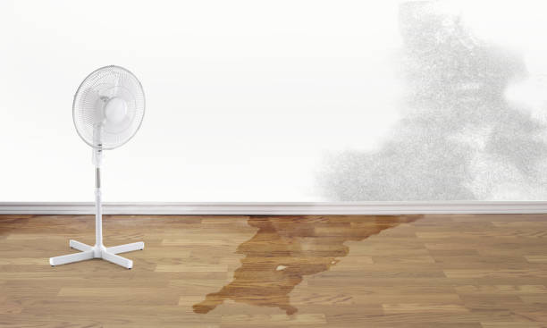 Best Water damage restoration near me  in , SD
